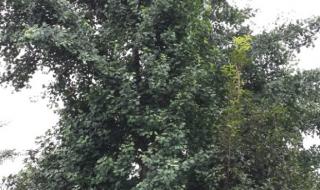 银杏树25公分价格